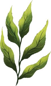 Ibogaine and its Controversial Role in Addiction Treatment